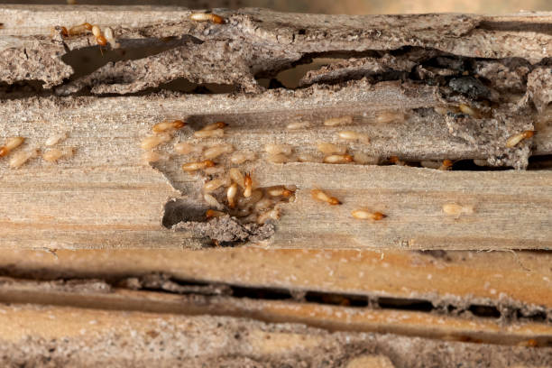 Best Commercial Pest Control Services  in Hominy, OK
